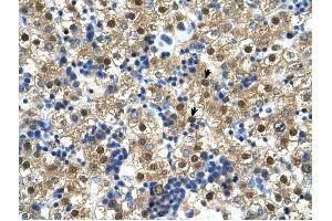 Ctp Synthase antibody was used for immunohistochemistry at a concentration of 4-8 ug/ml to stain Hepatocytes (arrows) in Human Liver. (CTP Synthase Antikörper  (N-Term))