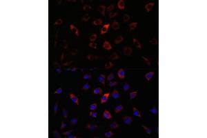 Immunofluorescence (IF) image for anti-RAB27A, Member RAS Oncogene Family (RAB27A) (AA 1-221) antibody (ABIN3015733)