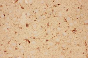 Anti-CNTF Picoband antibody,  IHC(P): Rat Brain Tissue (CNTF Antikörper  (AA 2-198))