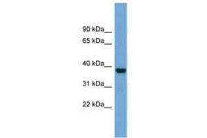 Image no. 1 for anti-ATPase, Na+/K+ Transporting, beta 4 Polypeptide (ATP1B4) (AA 215-264) antibody (ABIN6743439) (ATP1B4 Antikörper  (AA 215-264))