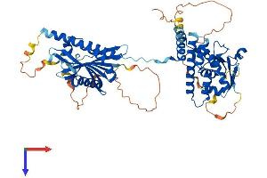 FLCN Protein (AA 1-579) (His tag)