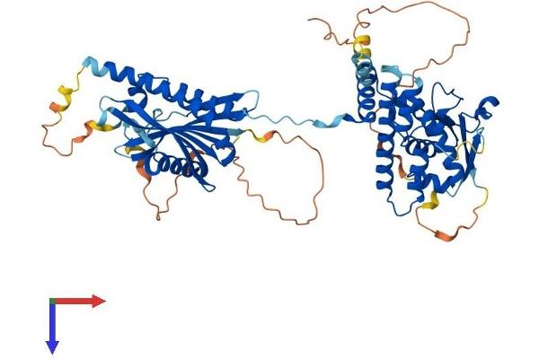 FLCN Protein (AA 1-579) (His tag)