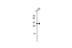 Western blot analysis of lysate from T47D cell line, using ING4 Antibody at 1:1000. (ING4 Antikörper  (C-Term))