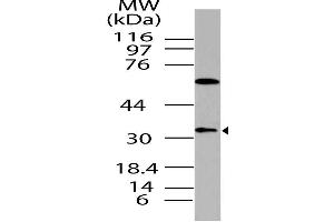 Image no. 1 for anti-Dual Specificity Phosphatase 13 (DUSP13) antibody (ABIN5027709) (DUSP13 Antikörper)