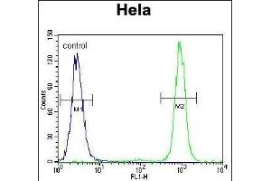 SSH3 Antibody (C-term) (ABIN655643 and ABIN2845120) flow cytometric analysis of Hela cells (right histogram) compared to a negative control cell (left histogram). (SSH3 Antikörper  (C-Term))