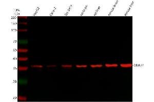 Western blot analysis of DDAH1 using anti-DDAH1 antibody (ABIN4886560).
