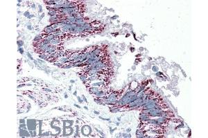 ABIN570833 (5µg/ml) staining of paraffin embedded Human Bronchus. (TTLL4 Antikörper  (Internal Region))