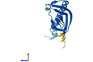 Protein Structure (PS) image for LSM1 Homolog, U6 Small Nuclear RNA Associated (LSM1) (AA 1-133) protein (His tag) (ABIN7559803)