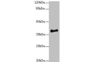 Western blot All lanes: ERLIN1 antibody at 4 μg/mL + Mouse brain tissue Secondary Goat polyclonal to rabbit IgG at 1/10000 dilution Predicted band size: 39 kDa Observed band size: 39 kDa (ERLIN1 Antikörper  (AA 27-346))