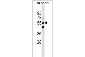 Western blot analysis in mouse heart tissue lysates (35ug/lane). (SMARCD1 Antikörper  (AA 309-335))