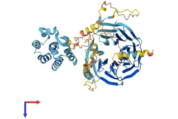 TAF5L Protein (AA 1-589) (His tag)