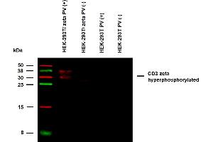 Anti-Hu CD3 zeta (pY72) Purified (clone EM-26) specificity verification by WB. (CD247 Antikörper  (Tyr72))