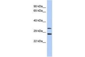 Image no. 1 for anti-Baculoviral IAP Repeat-Containing 7 (BIRC7) (C-Term) antibody (ABIN6744343) (BIRC7 Antikörper  (C-Term))