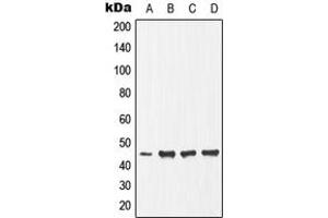 Western blot analysis of Ephrin B1 (pY317) expression in HepG2 (A), NIH3T3 (B), mouse heart (C), rat skeletal muscle (D) whole cell lysates. (Ephrin B1 Antikörper  (C-Term, pTyr317))