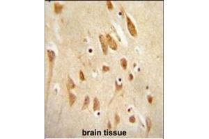 JNK1-/ antibody (ABIN654887 and ABIN2844539) immunohistochemistry analysis in formalin fixed and paraffin embedded human brain tissue followed by peroxidase conjugation of the secondary antibody and DAB staining. (JNK Antikörper  (AA 159-195))
