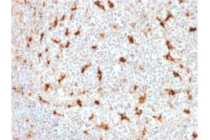 Immunohistochemistry (IHC) image for anti-CD68 Molecule (CD68) (AA 150-301) antibody (ABIN6941245)
