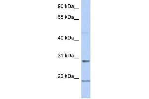C12ORF53 antibody used at 1 ug/ml to detect target protein.