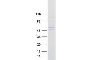 Validation with Western Blot (SHMT1 Protein (Transcript Variant 2) (Myc-DYKDDDDK Tag))