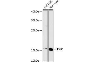 Western blot analysis of extracts of various cell lines, using TSLP antibody (ABIN6128843, ABIN6149624, ABIN6149626 and ABIN6217014) at 1:3000 dilution. (Thymic Stromal Lymphopoietin Antikörper  (AA 29-159))