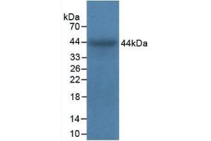 Detection of Recombinant ITGa5, Bovine using Polyclonal Antibody to Integrin Alpha 5 (ITGa5) (ITGA5 Antikörper  (AA 649-900))