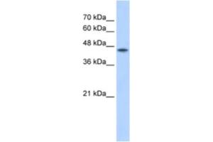 Western Blotting (WB) image for anti-Protein O-Fucosyltransferase 2 (POFUT2) antibody (ABIN2462907) (POFUT2 Antikörper)