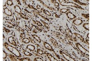 ABIN6277755 at 1/100 staining Human kidney tissue by IHC-P. (AGO1 Antikörper  (Internal Region))