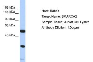 Host: Rabbit Target Name: SMARCA2 Sample Type: Jurkat Whole Cell lysates Antibody Dilution: 1. (SMARCA2 Antikörper  (N-Term))