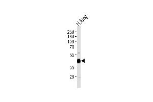 Western blot analysis of lysate from human lung tissue lysate, using RAGE Antibody (Center) (ABIN390897 and ABIN2841104). (RAGE Antikörper  (AA 206-234))