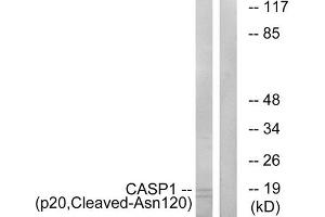 Western blot analysis of extracts from rat eye cells, using CASP1 (p20, Cleaved-Asn120) antibody. (Caspase 1 Antikörper  (Cleaved-Asn120, Internal Region))