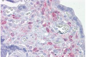 Anti-ING3 antibody IHC staining of human placenta. (ING3 Antikörper  (AA 216-265))