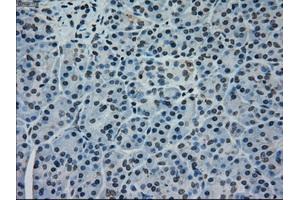 Immunohistochemical staining of paraffin-embedded pancreas tissue using anti-MAPK1mouse monoclonal antibody. (ERK2 Antikörper)