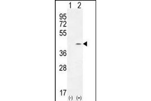 Western blot analysis of PTK9L (arrow) using rabbit polyclonal PTK9L Antibody (N-term) (ABIN655611 and ABIN2845093). (TWF2 Antikörper  (N-Term))