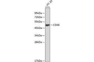 Western blot analysis of extracts of HT-29 cells using CD46 Polyclonal Antibody at dilution of 1:1000. (CD46 Antikörper)