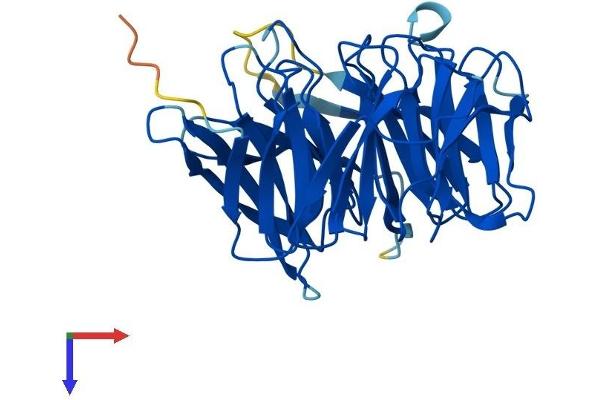 DCAF7 Protein (AA 1-342) (His tag)