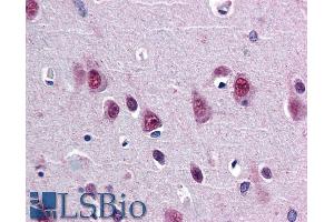 ABIN185204 (5µg/ml) staining of paraffin embedded Human Cortex. (SMUG1 Antikörper  (N-Term))