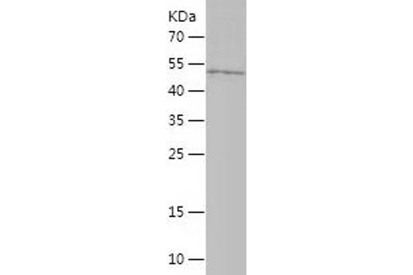 MFF Protein (AA 1-238) (His-IF2DI Tag)
