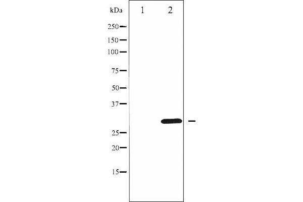 Cyclin D3 Antikörper  (pThr283)