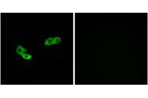 Immunofluorescence analysis of LOVO cells, using OR56A3 Antibody. (OR56A3 Antikörper  (AA 266-315))