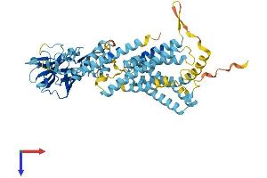 CLPTM1L Protein (AA 1-539) (His tag)