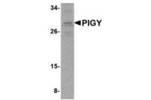 Image no. 1 for anti-Phosphatidylinositol Glycan Anchor Biosynthesis, Class Y (PIGY) (C-Term) antibody (ABIN341707) (PIGY Antikörper  (C-Term))