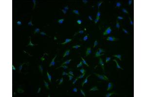Immunofluorescence staining of U251 cells with ABIN7152226 at 1:100, counter-stained with DAPI. (SLC1A3 Antikörper  (AA 146-236))