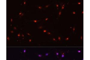 Immunofluorescence (IF) image for anti-Interleukin enhancer-binding factor 3 (ILF3) antibody (ABIN7260443)