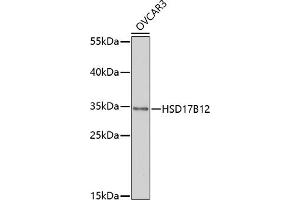 Western blot analysis of extracts of OVC cells, using HSD17B12 antibody (ABIN7267808) at 1:1000 dilution.