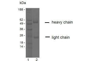 SDS-PAGE analysis of purified YD-4E9 monoclonal antibody. (Claudin 9 Antikörper)