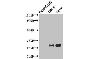 Immunoprecipitating TBCB in Hela whole cell lysate Lane 1: Rabbit control IgG instead of (1 μg) instead of ABIN7173734 in Hela whole cell lysate.