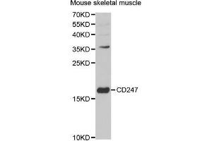 Western blot analysis of extracts of Jurkat cell lines, using CD247 antibody. (CD247 Antikörper  (AA 50-164))