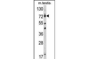 Western blot analysis of ELL Antibody (C-term) (ABIN653432 and ABIN2842876) in mouse testis tissue lysates (35 μg/lane). (ELL Antikörper  (C-Term))