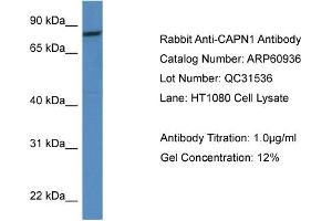 Western Blotting (WB) image for anti-Calpain 1, Large Subunit (CAPNL1) (Middle Region) antibody (ABIN2788625) (CAPNL1 Antikörper  (Middle Region))