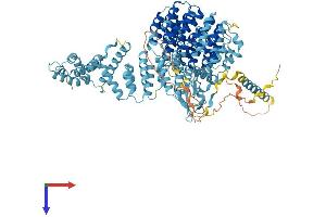PSMD1 Protein (AA 1-953) (His tag)