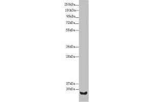 Western blot All lanes: UQCR10 antibody at 2. (UQCRC1 Antikörper  (AA 1-63))